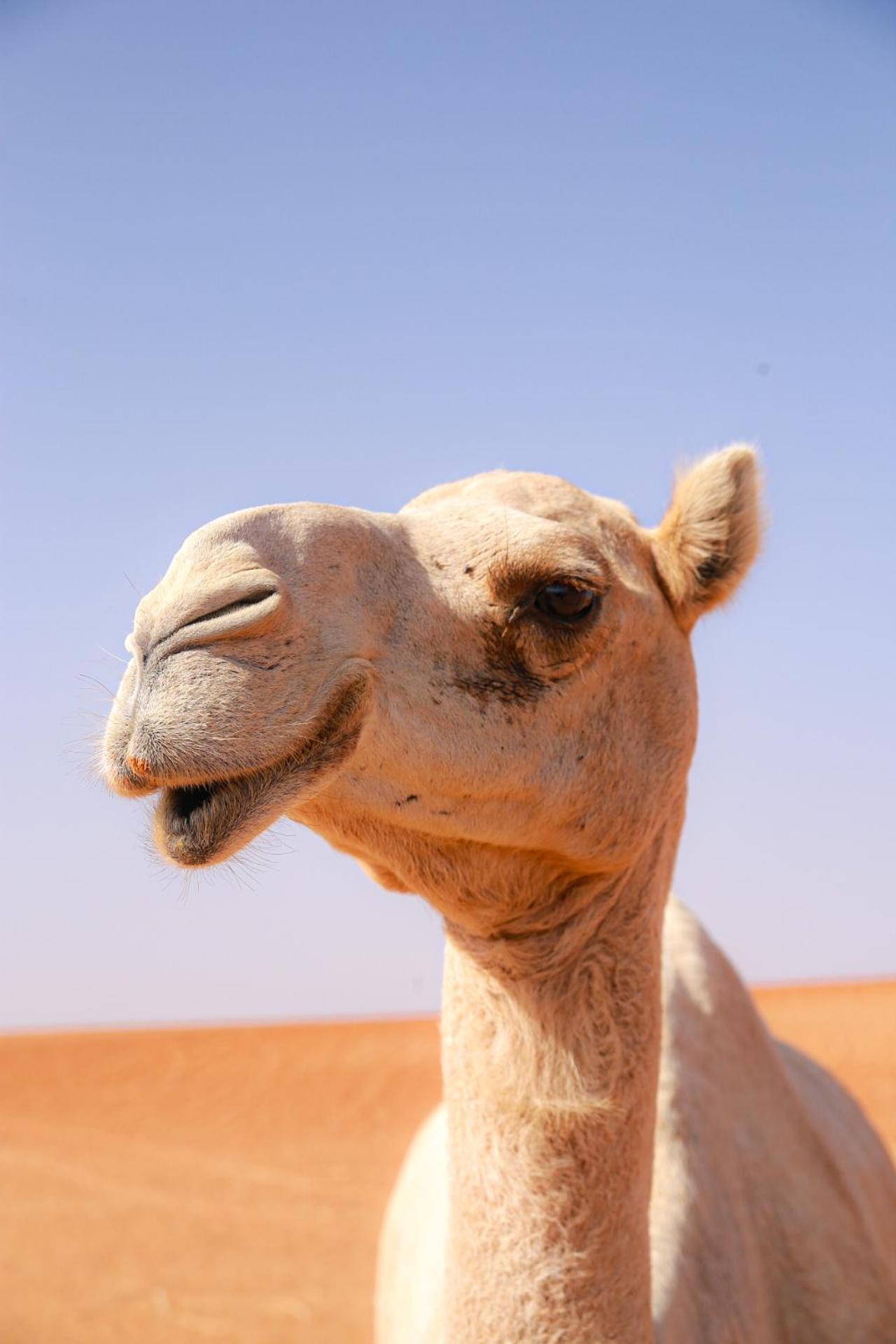 Отель Wahiba Bedouin Rustic Camp Bidiya Экстерьер фото