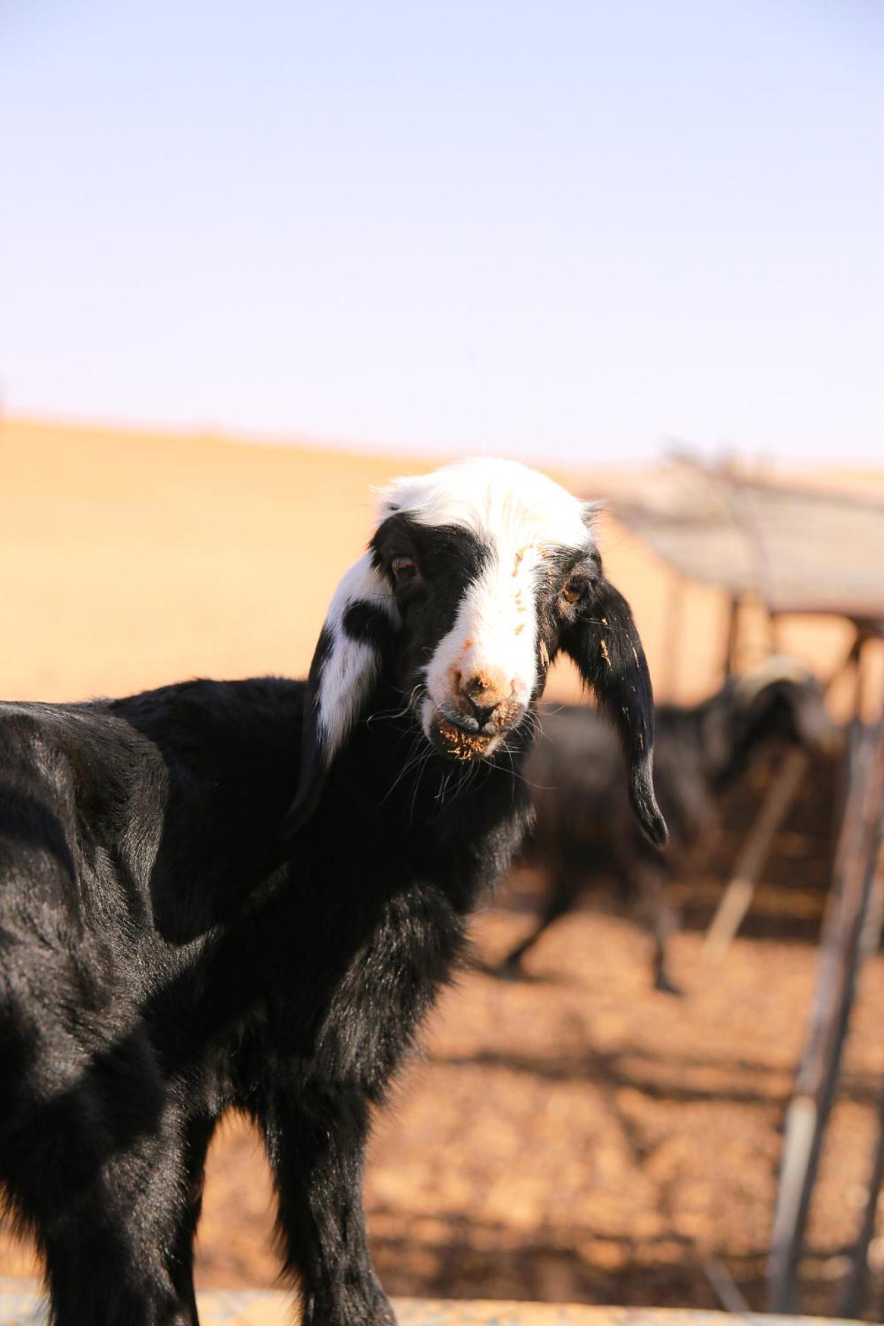 Отель Wahiba Bedouin Rustic Camp Bidiya Экстерьер фото